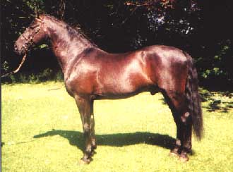 Cavalier Royale