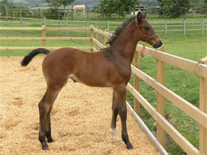 Penhaligon Condoleeza  - Converter/Contender/Atlantus/Waidmansheil