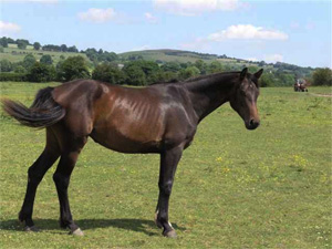 Penhaligon Condoleeza  - Converter/Contender/Atlantus/Waidmansheil