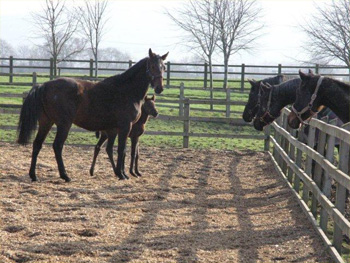 Hello Again produced a lovely filly foal