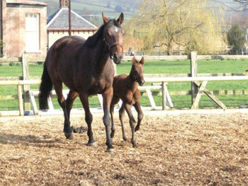 Hello Again produced a lovely filly foal