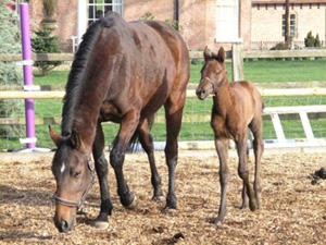 Helena produced a lovely filly foal on Saturday 27th Feb
