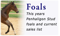 Penhaligon Foals