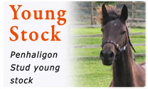 Penhaligon Young Stock
