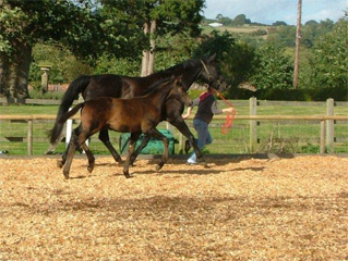 Oldenburg Verband Foal Inspection 14th Sept 2010