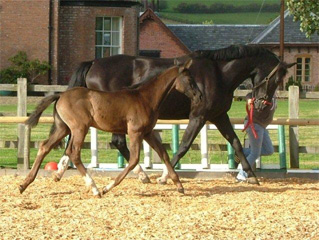Oldenburg Verband Foal Inspection 14th Sept 2010