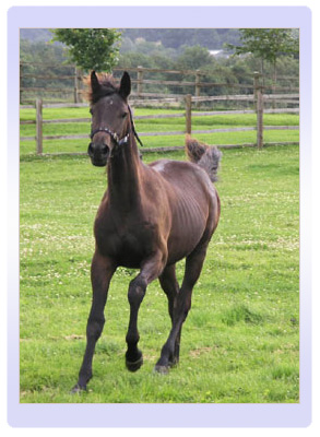 Penhaligon Stud