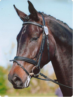 Penhaligon Stud