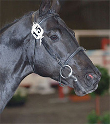 Scots Cavalier
