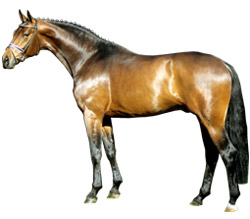 Serano Gold 2001