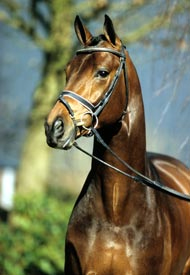Serano Gold 2001
