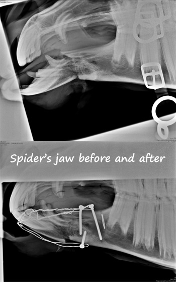 Spiders Jaw before and after