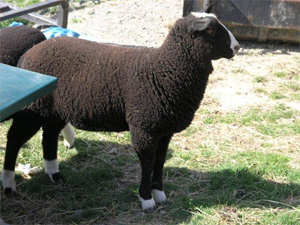 Ram lamb 2011 For Sale