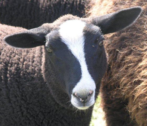 Ewe lamb Bridget