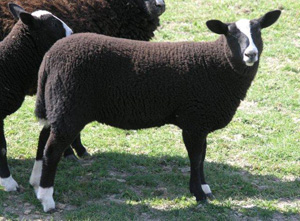 Alice's lamb Bridget 2011  - FOR SALE