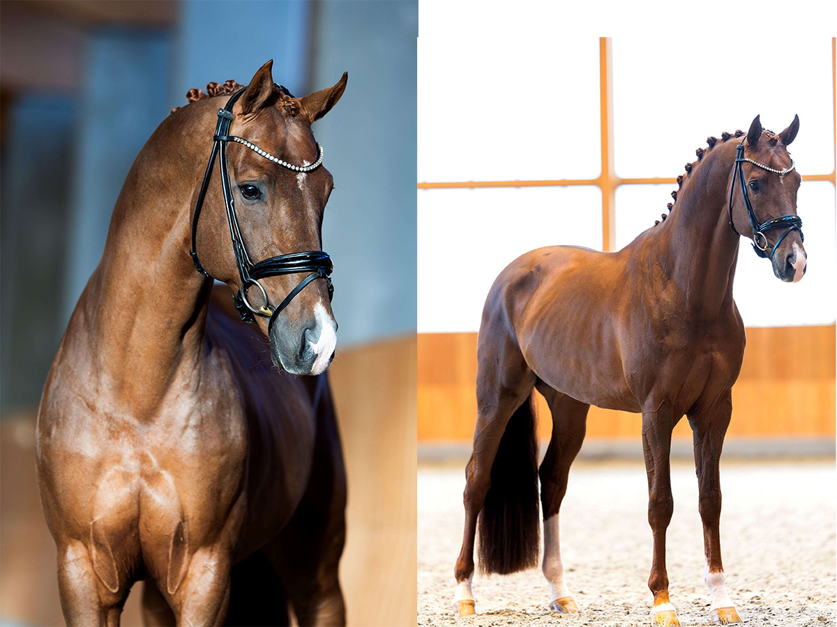 Blue Hors Viva Vegas