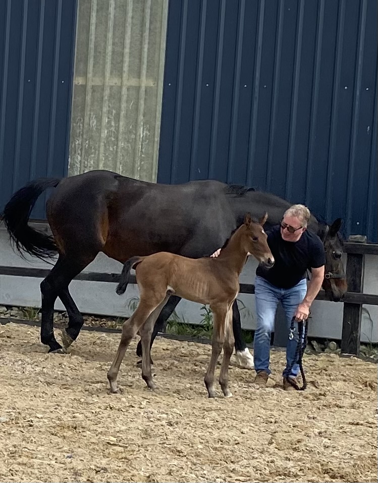 Penhaligon Condoleeza foal