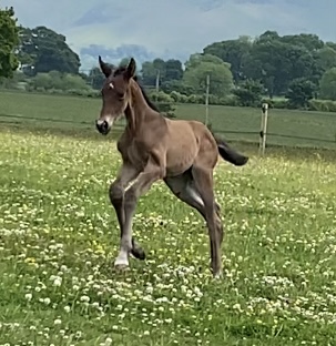 Penhaligon Condoleeza foal