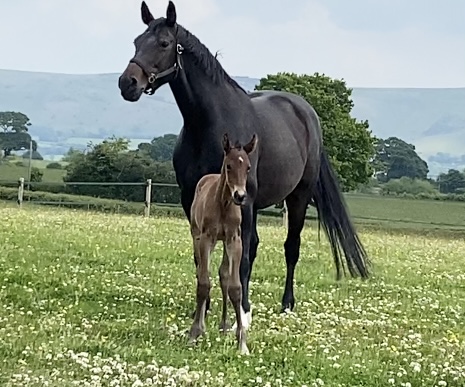 Penhaligon Condoleeza foal