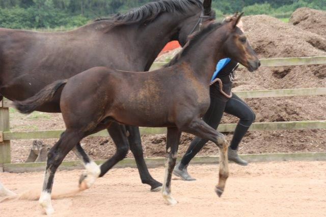 Danny - Black colt by Danone 1 out of Dark Lilian by Welt Hit 11