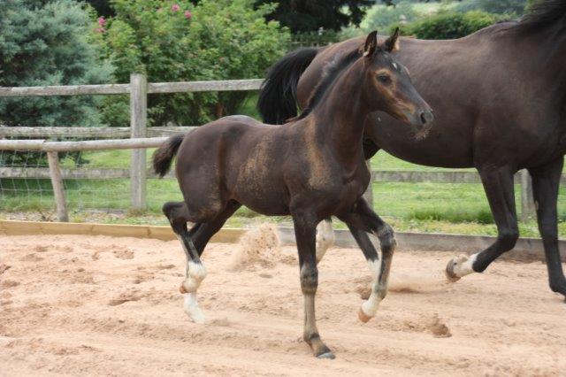 Danny - Black colt by Danone 1 out of Dark Lilian by Welt Hit 11