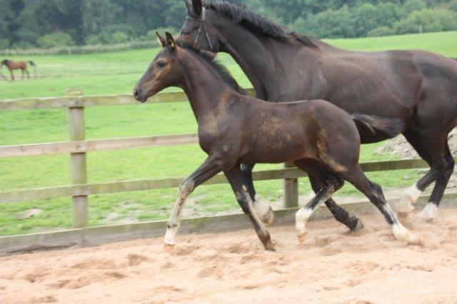 Danny - Black colt by Danone 1 out of Dark Lilian by Welt Hit 11