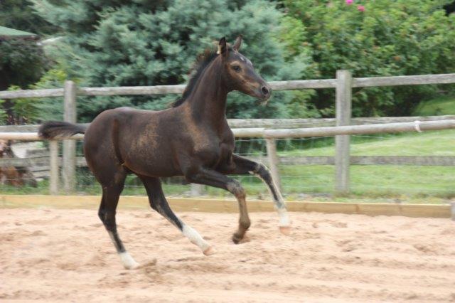 Danny - Black colt by Danone 1 out of Dark Lilian by Welt Hit 11