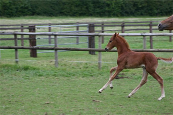 Foal by Don Romantic