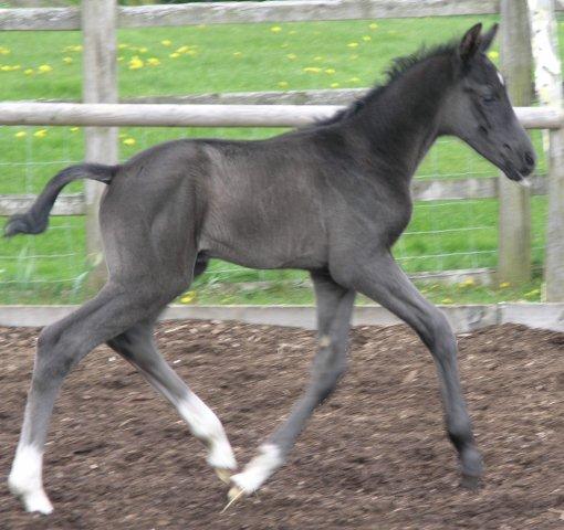 Danny - Black colt by Danone 1 out of Dark Lilian by Welt Hit 11