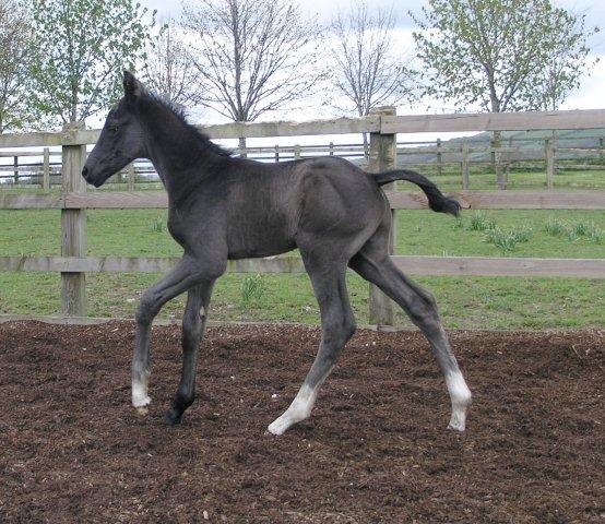 Danny - Black colt by Danone 1 out of Dark Lilian by Welt Hit 11