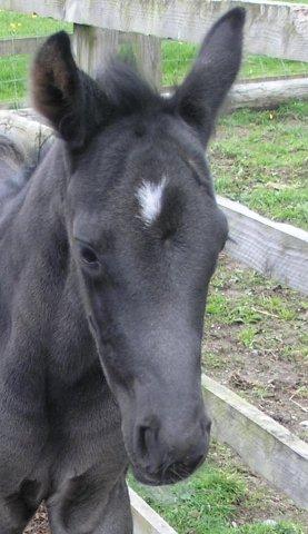 Danny - Black colt by Danone 1 out of Dark Lilian by Welt Hit 11