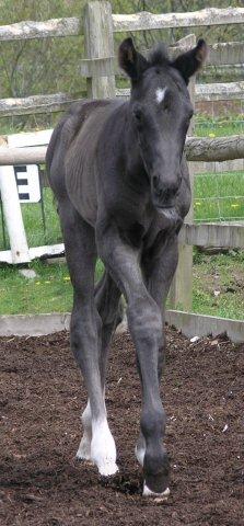 Danny - Black colt by Danone 1 out of Dark Lilian by Welt Hit 11