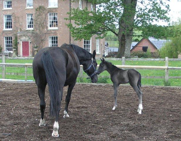 Danny - Black colt by Danone 1 out of Dark Lilian by Welt Hit 11