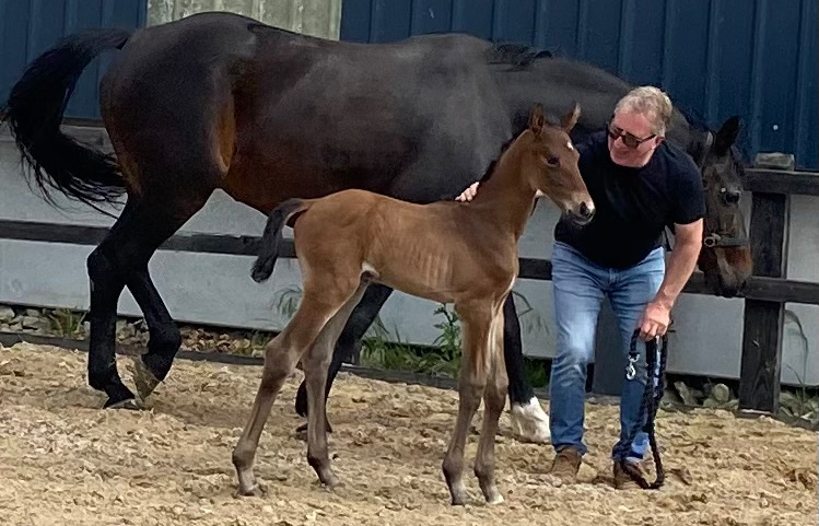 Penhaligon 2022 foals