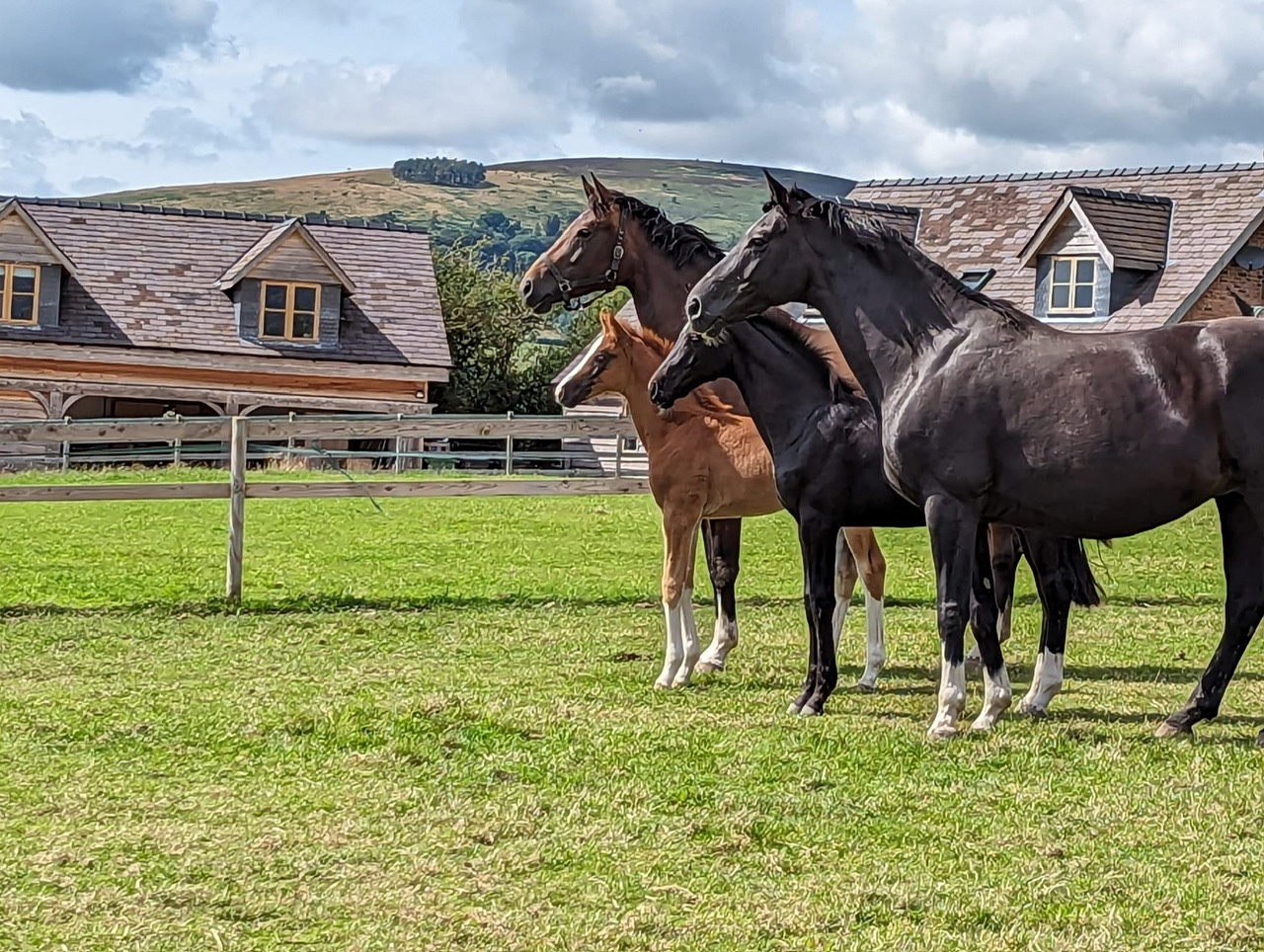 Penhaligon 2022 foals